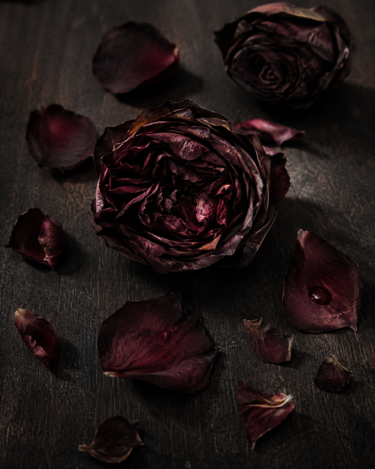 Dark Rose