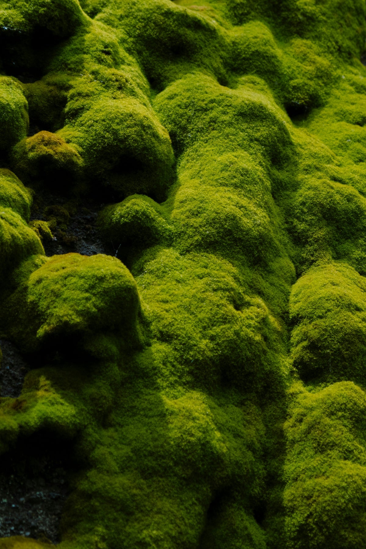 Moss & Chypre