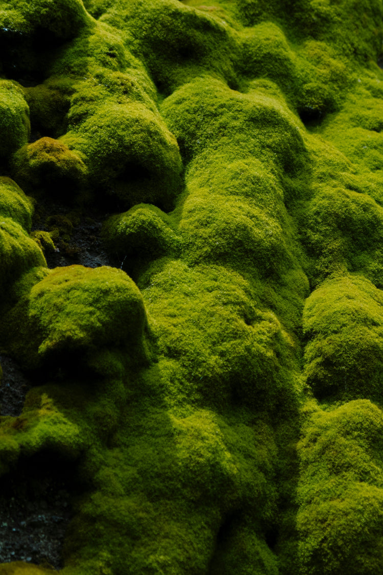 Moss & Chypre
