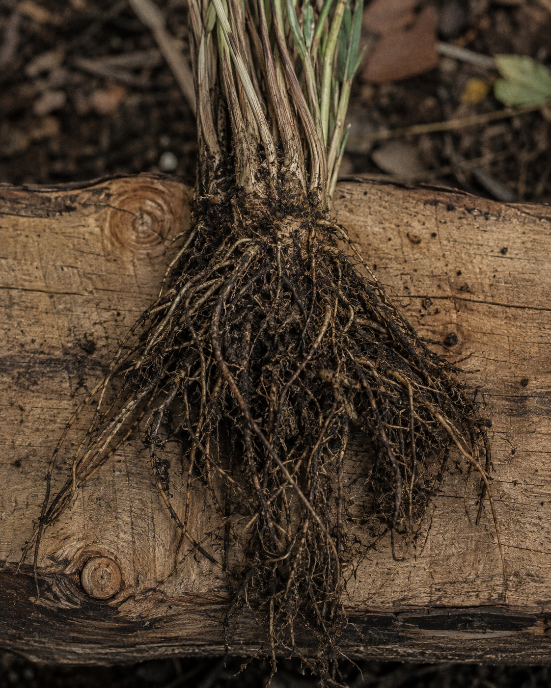 Vetiver & Woods